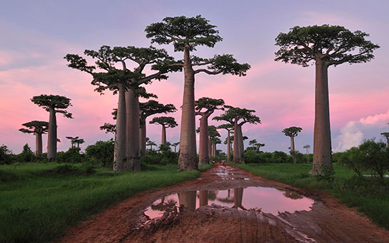 Baobab Aac