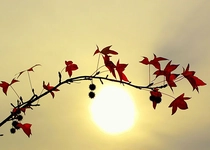 Ağaç Dalı Türleri ve Özellikleri