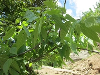 Çıtlık Ağacı Türleri ve Özellikleri