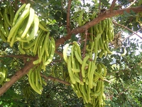 Fasulye Ağacı Türleri ve Özellikleri