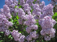 Leylak Ağacı Türleri ve Özellikleri