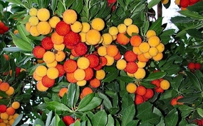 Ağaç Çileği Türleri ve Özellikleri