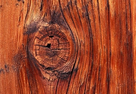 Ağaç Gövdesi Türleri ve Özellikleri