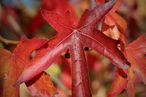 Amber Ağacı Türleri ve Özellikleri