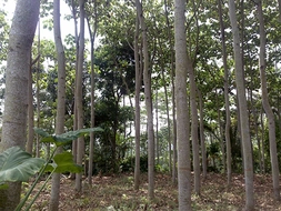 Balsa Ağacı Türleri ve Özellikleri