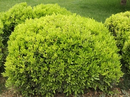 Bodur Ağaç Türleri ve Özellikleri