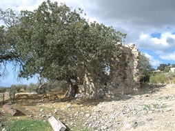 Çitlembik Ağacı Türleri ve Özellikleri