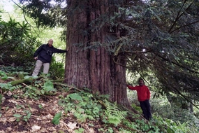 Porsuk Ağacı Türleri ve Özellikleri