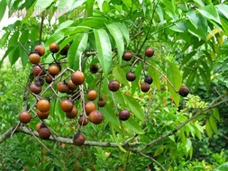 Sabun Ağacı Türleri ve Özellikleri
