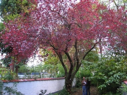 Süs Eriği Türleri ve Ağacının Özellikleri