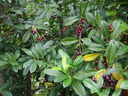 Taflan Ağacı Türleri ve Özellikleri