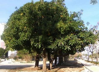 Kauçuk Ağacı Türleri ve Özellikleri