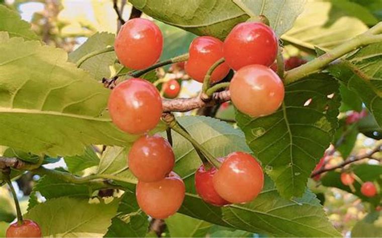 Çiçek Elmasının Çeşitleri ve Özellikleri